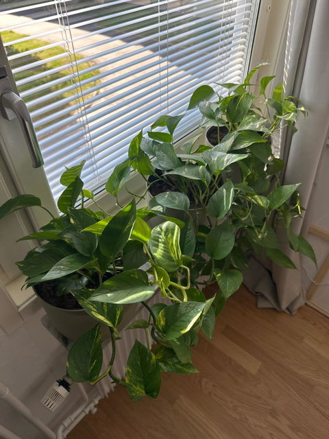 Gullranka 'Epipremnum aureum'