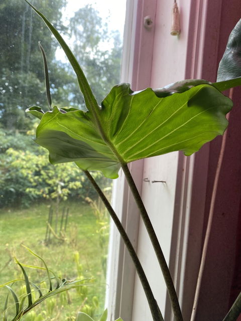 Alocasia macrorrhiza 'Stingray'