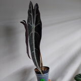 Vilma Zubaviciute review photo