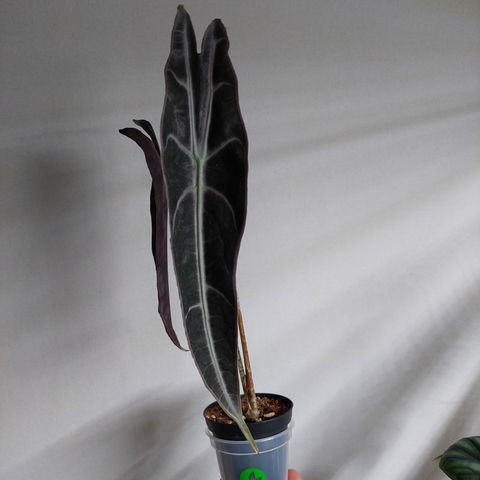 Alocasia longiloba 'purple'