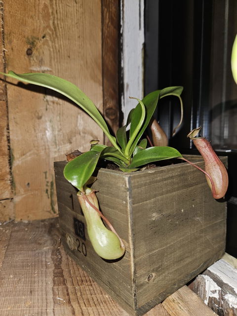 Nepenthes alata 'kannranka'