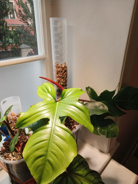 Philodendron squamiferum 'Mossranka'