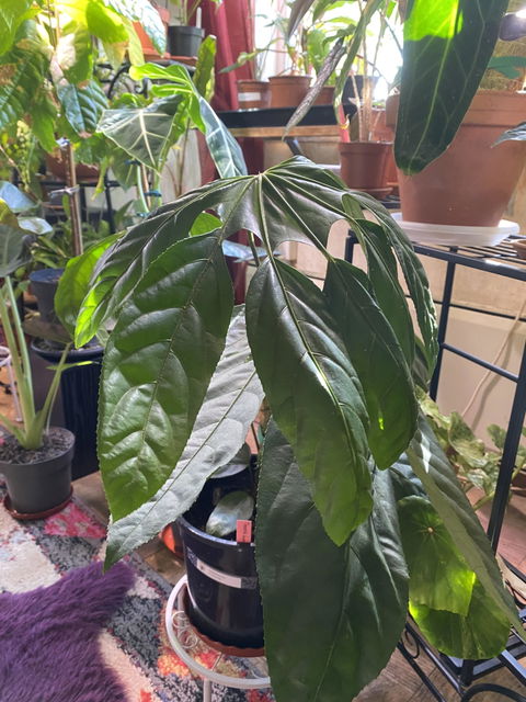 Trevesia burckii
