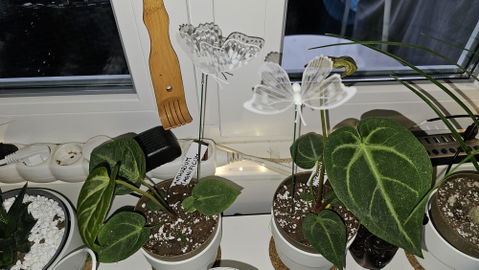 Anthurium magnificum