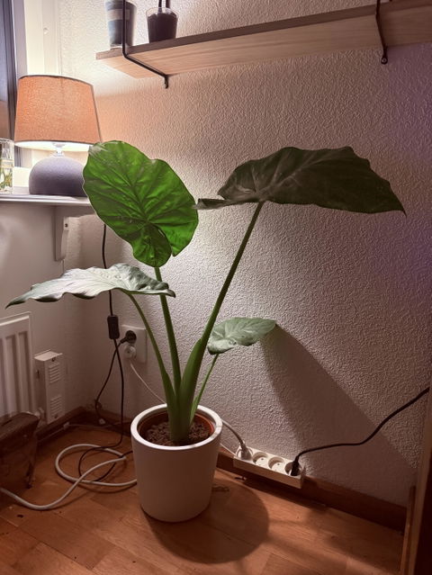 Alocasia macrorrhizos 'giant taro'