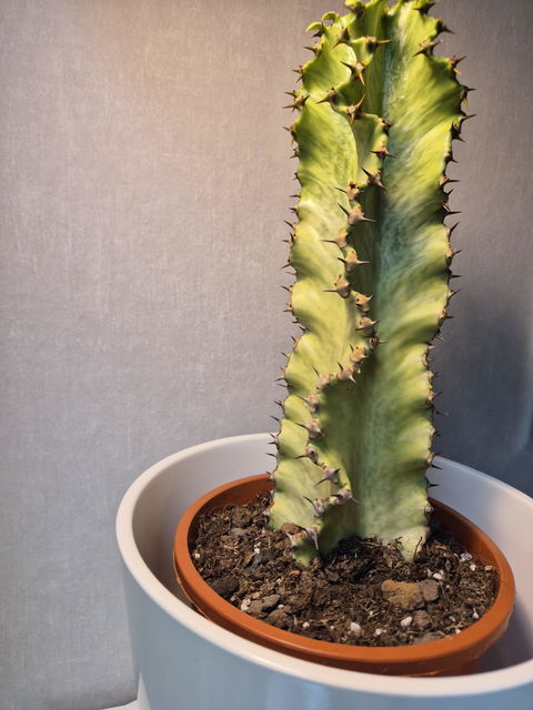 Euphorbia ingens 'Variegata' (Kaktuseuphorbia)