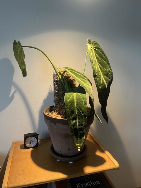 Anthurium warocqueanum