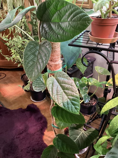 Ficus villosa