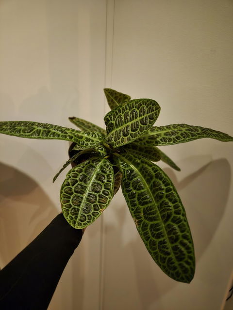 Labisia obtusifolia 'Turtleback'