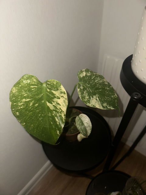 Monstera deliciosa Mint