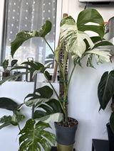 Anonym review photo