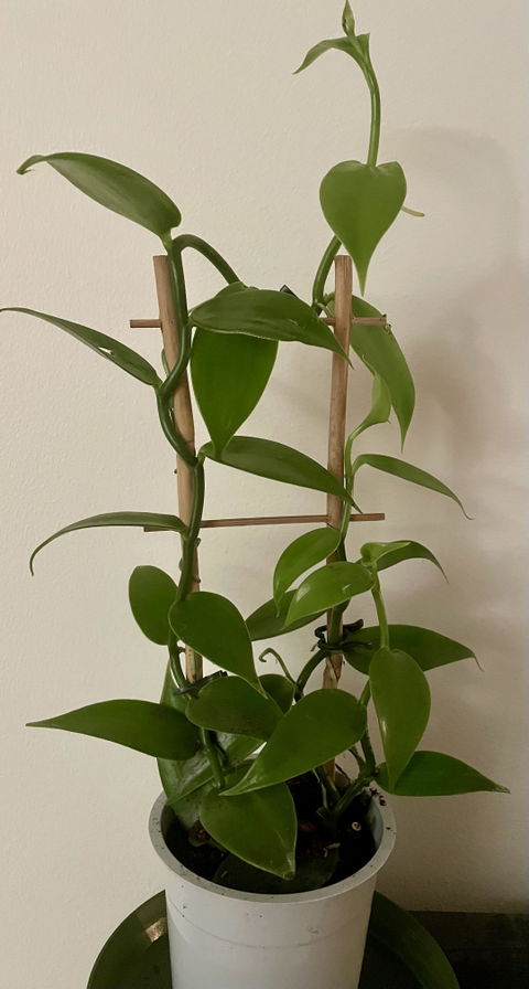 Vaniljorkidé 'Vanilla planifolia'
