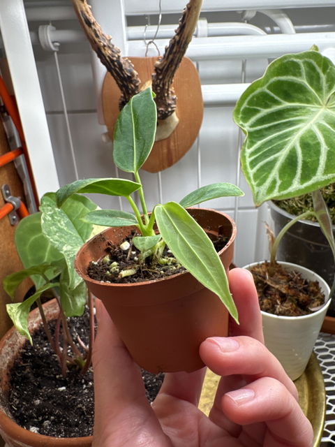 Anthurium warocqueanum