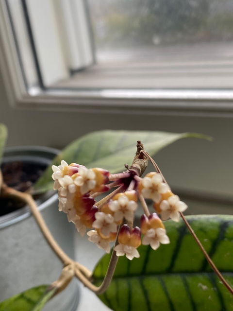 Hoya callistophylla