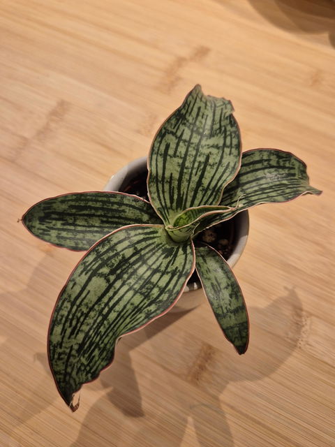Sansevieria 'Cleopatra'
