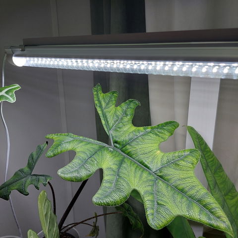 Alocasia tandurusa 'jacklyn'