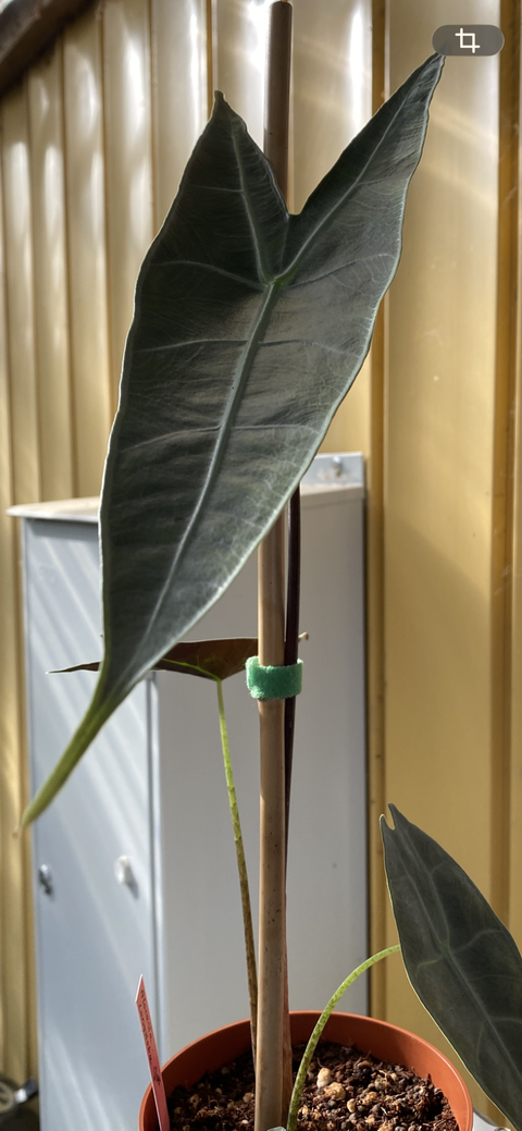 Alocasia longiloba 'silver'