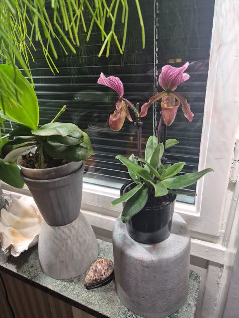 Paphiopedilum mix