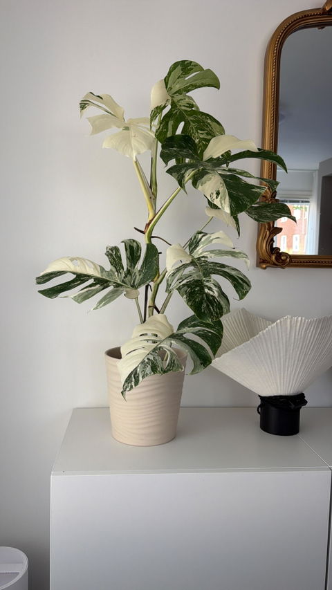 Monstera albo variegata