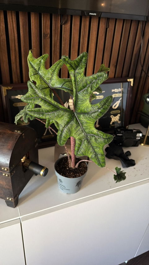 Alocasia tandurusa 'jacklyn'
