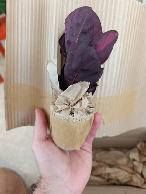 Calathea roseopicta 'Dottie'