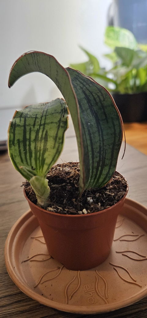 Sansevieria 'Cleopatra'
