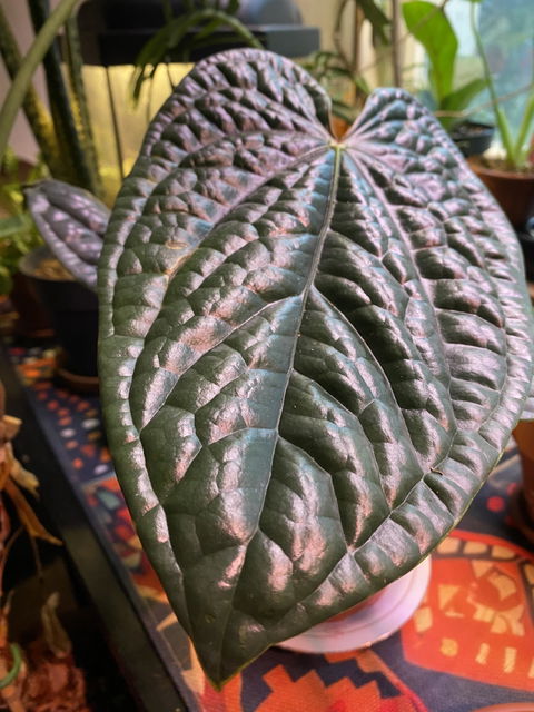 Anthurium luxurians