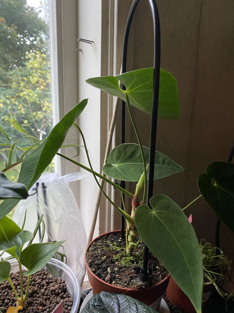 Anthurium queremalense