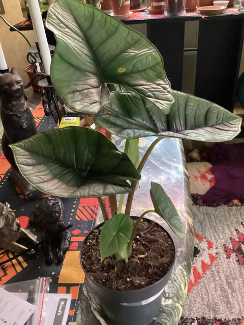Alocasia bisma 'Silver'