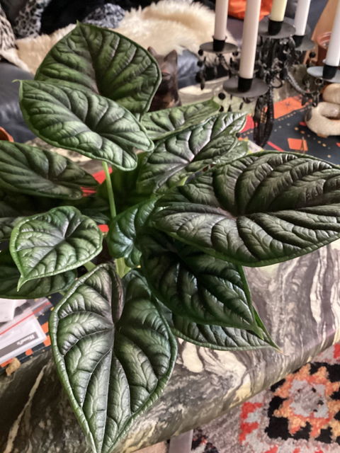 Alocasia baginda 'Dragon Scale'