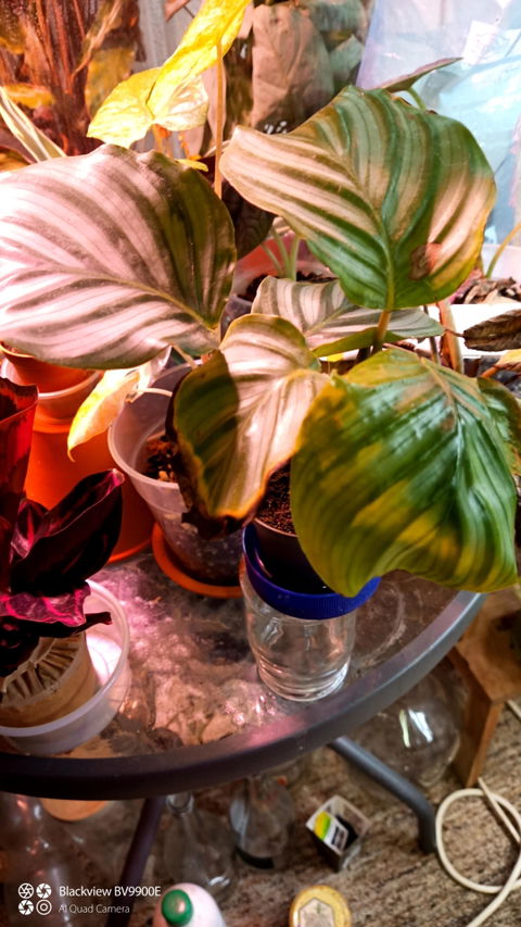 Calathea orbifolia