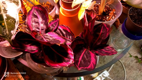 Calathea roseopicta 'Dottie'