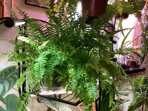 Nephrolepis exaltata 'spjutbräken'