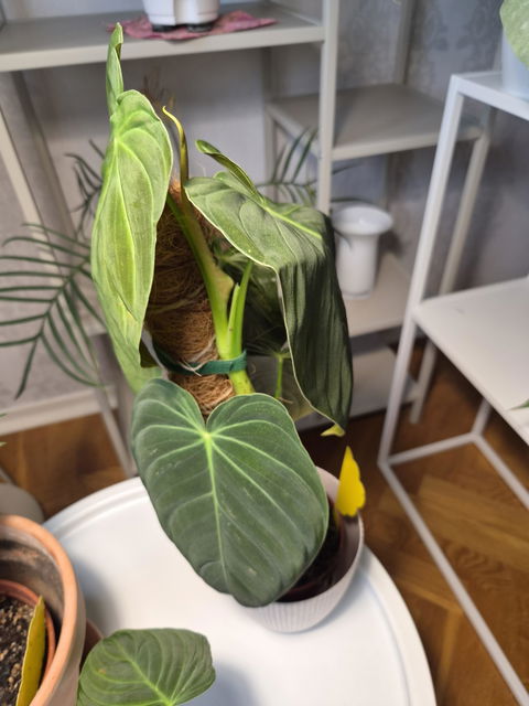 Philodendron melanochrysum