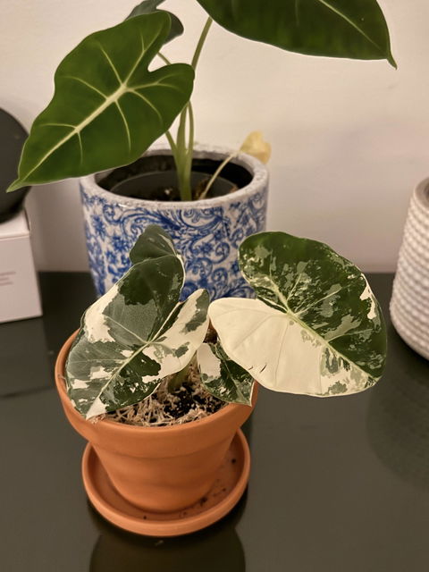 Alocasia frydek variegata