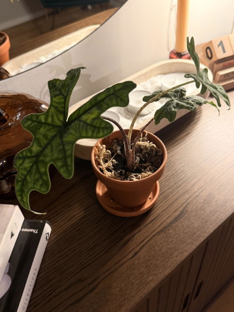 Alocasia tandurusa 'jacklyn'