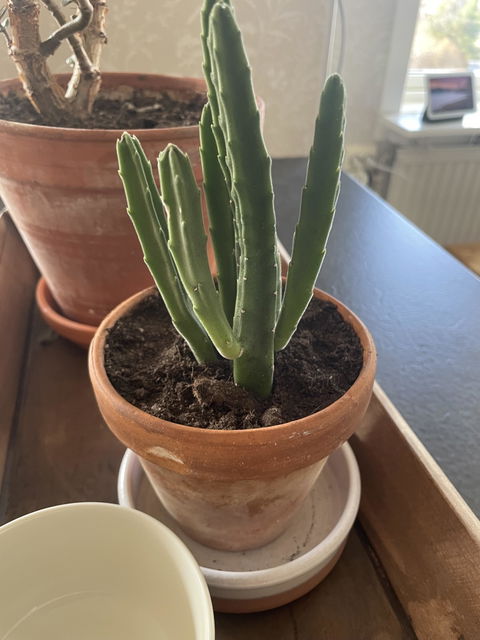 Stapelia leendertziae 'Asblomma'
