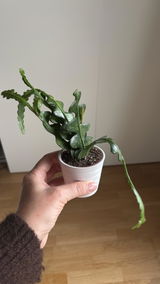 Anonym review photo