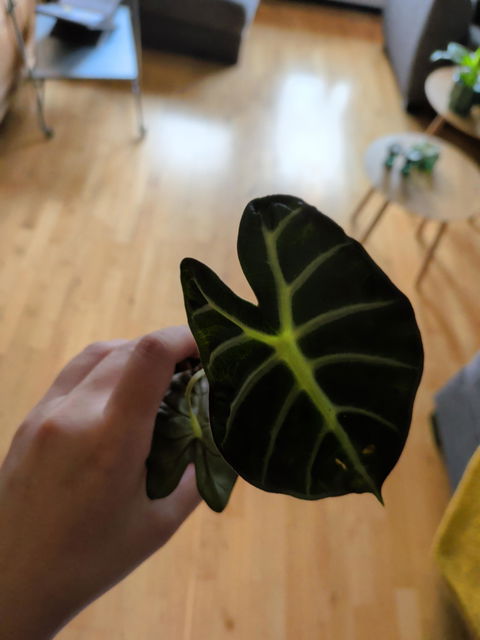 Alocasia 'Bambino'