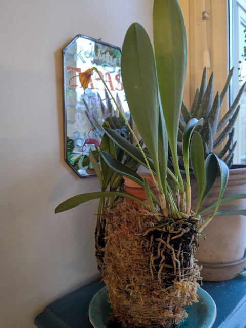 Masdevallia orkidéer