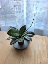 Anonym review photo