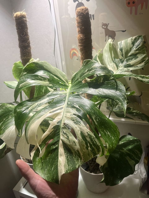 Monstera albo variegata