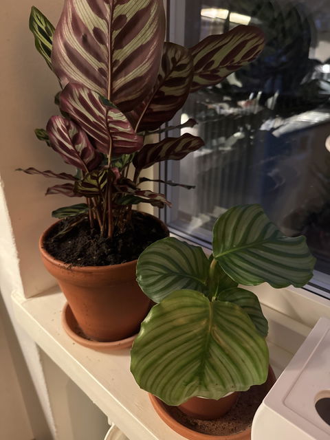 Calathea orbifolia