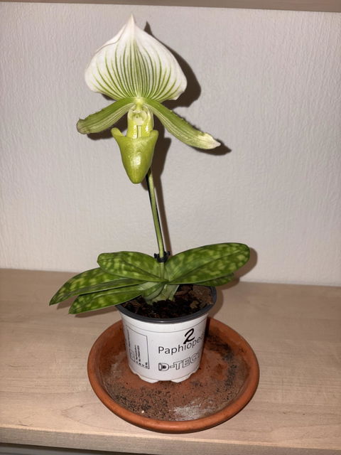 Paphiopedilum mix