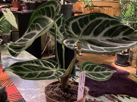 Anthurium Crystallinum 'Silver Blush'