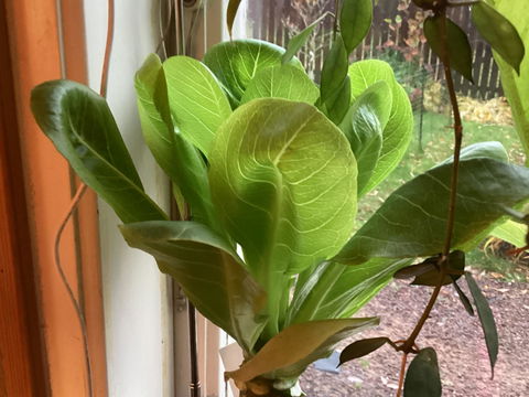 Brighamia insignis | Hawaiian palm