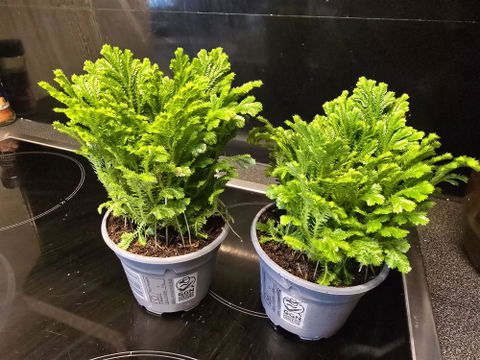 Selaginella martensii