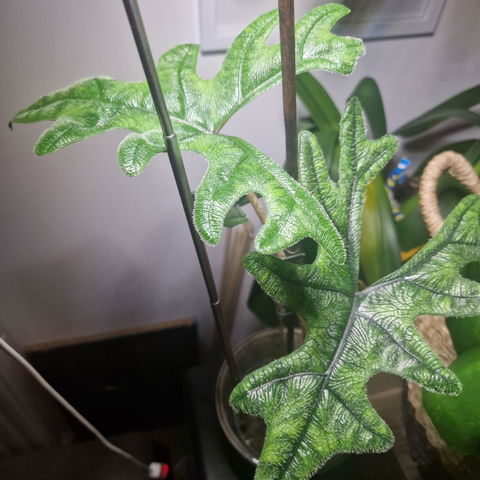 Alocasia tandurusa 'jacklyn'