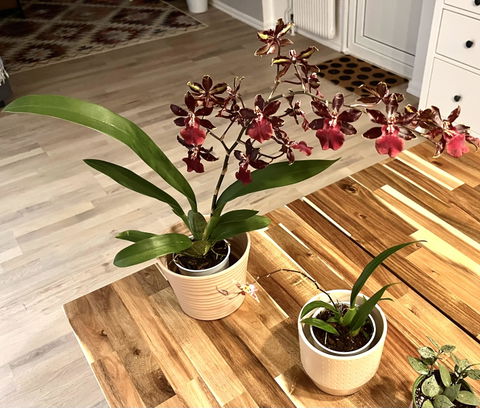 Oncidium Orkidé mix