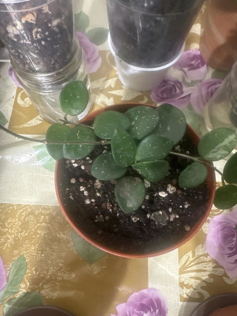 Hoya 'Mathilde'